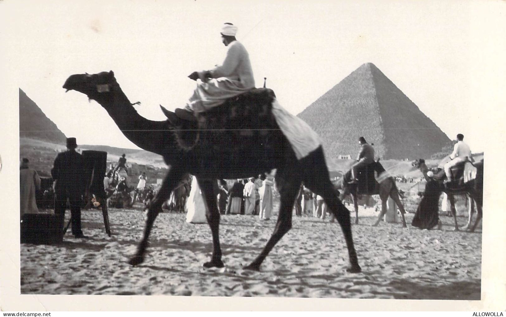 26222 " PIRAMIDE E CAMMELLI "ANIMATA -VERA FOTO-CART.NON SPED. - Gizeh