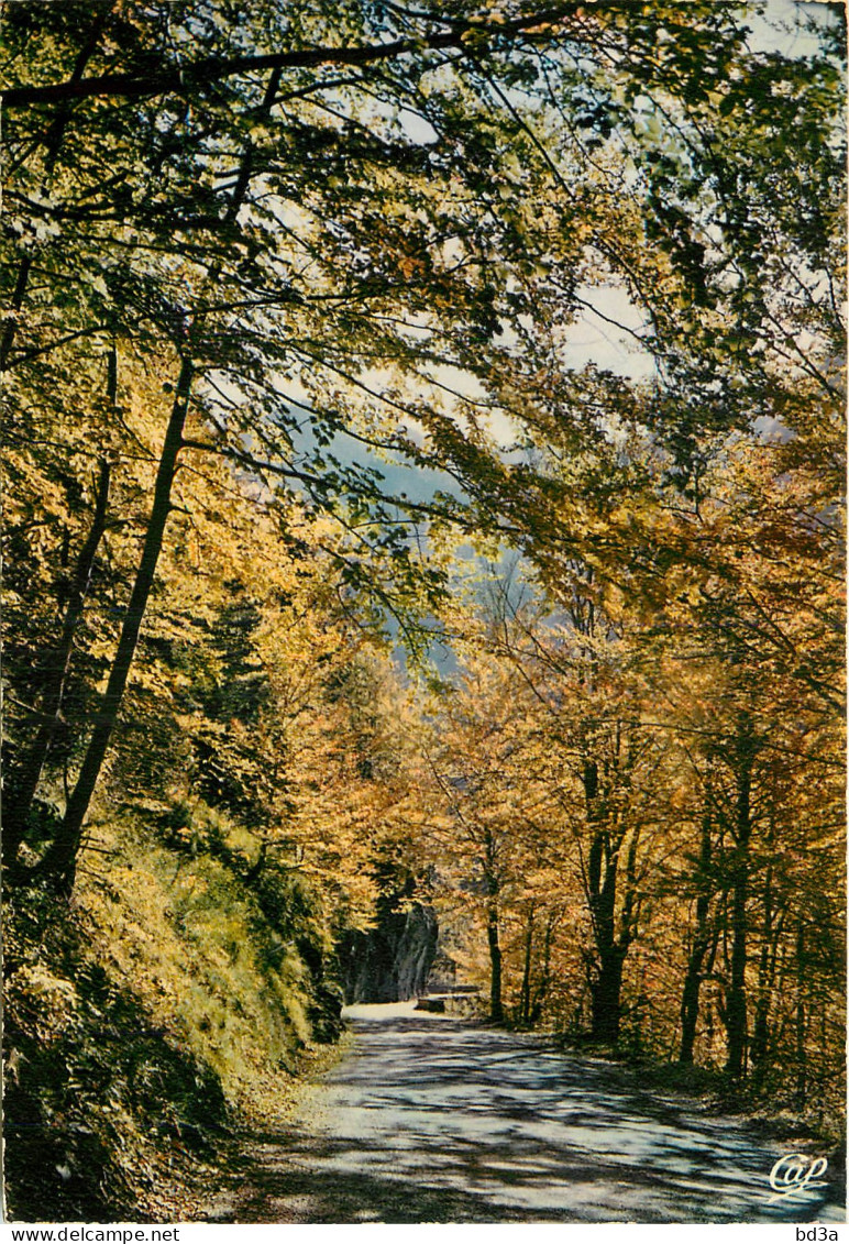 LA FORET EN AUTOMNE - Arbres