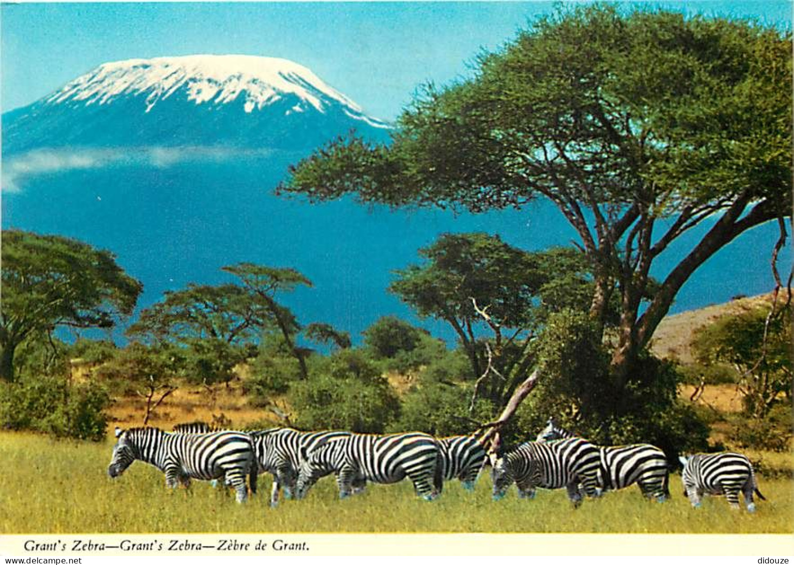 Animaux - Zèbres - Zèbre De Grant - Mont Kilimandjaro - CPM - Carte Neuve - Voir Scans Recto-Verso - Zebras