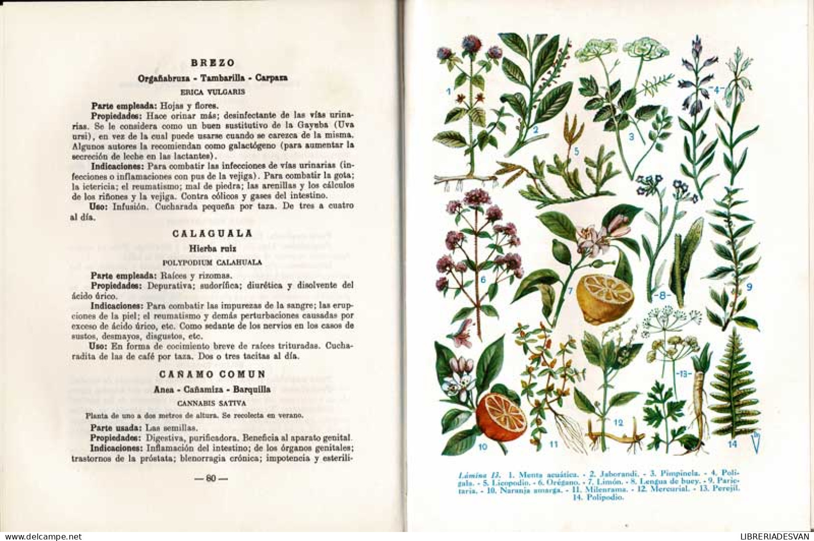 Plantas Medicinales. Las Enfermedades Y Su Tratamiento Por Las Plantas - Andrián Vander - Health & Beauty