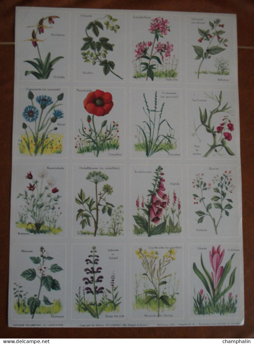 Planche éducative Volumétrix - N°46 - Botanique (les Familles De Plantes) - Didactische Kaarten