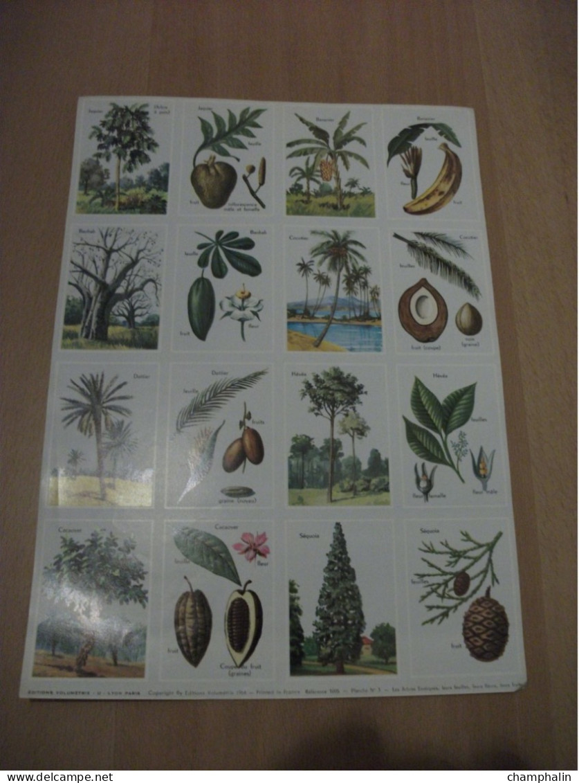 Planche éducative Volumétrix - N°3 - Les Arbres Exotiques, Leurs Feuilles, Leurs Fleurs, Leurs Fruits - Lesekarten