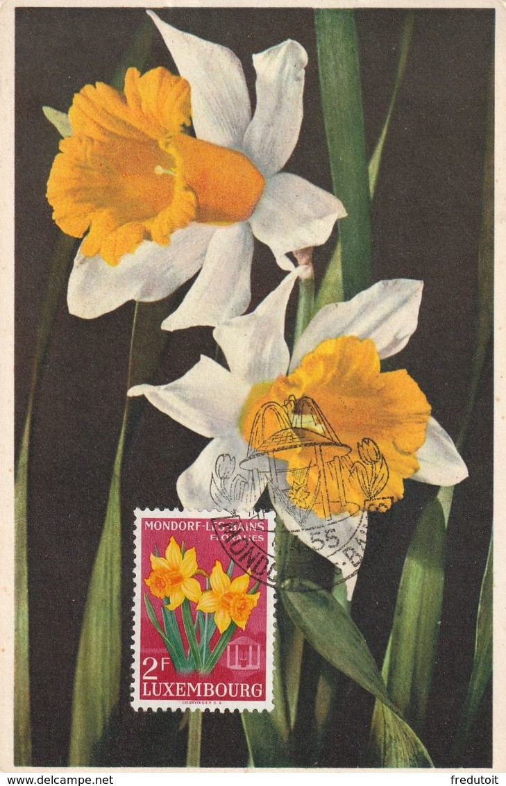CARTE MAXIMUM - LUXEMBOURG - FLEURS : Narcisse (1955) - Cartes Maximum