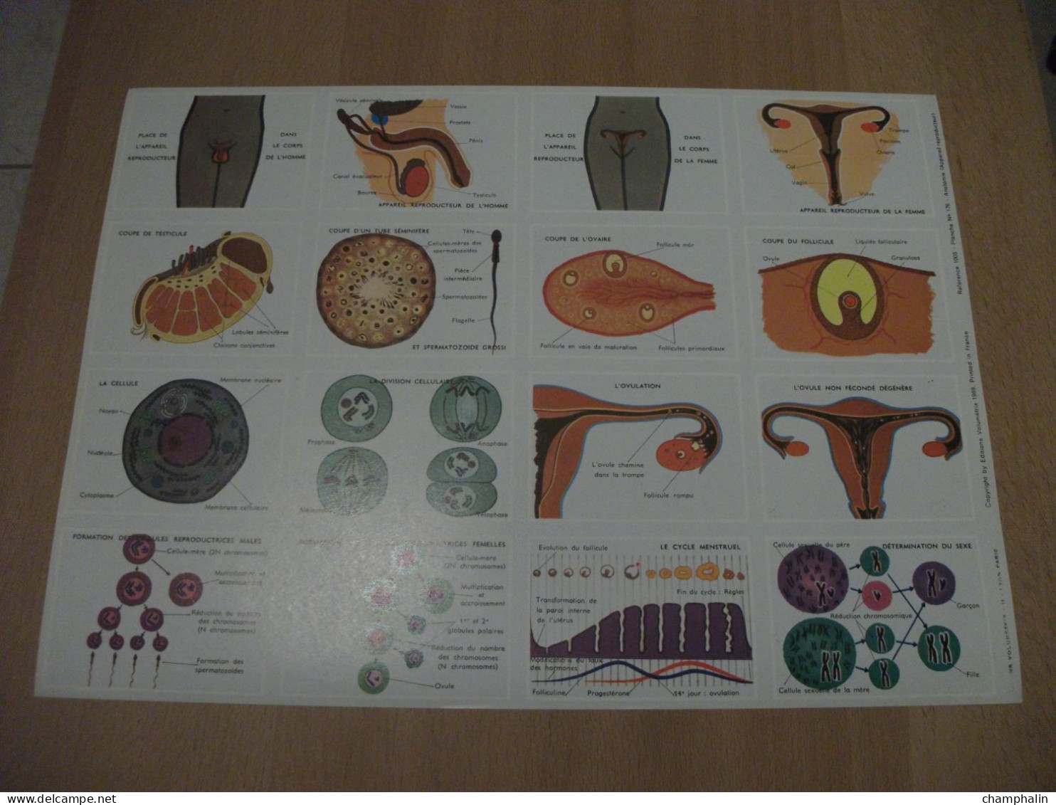 Planche éducative Volumétrix - N°176 - Anatomie - Appareil Reproducteur - Schede Didattiche