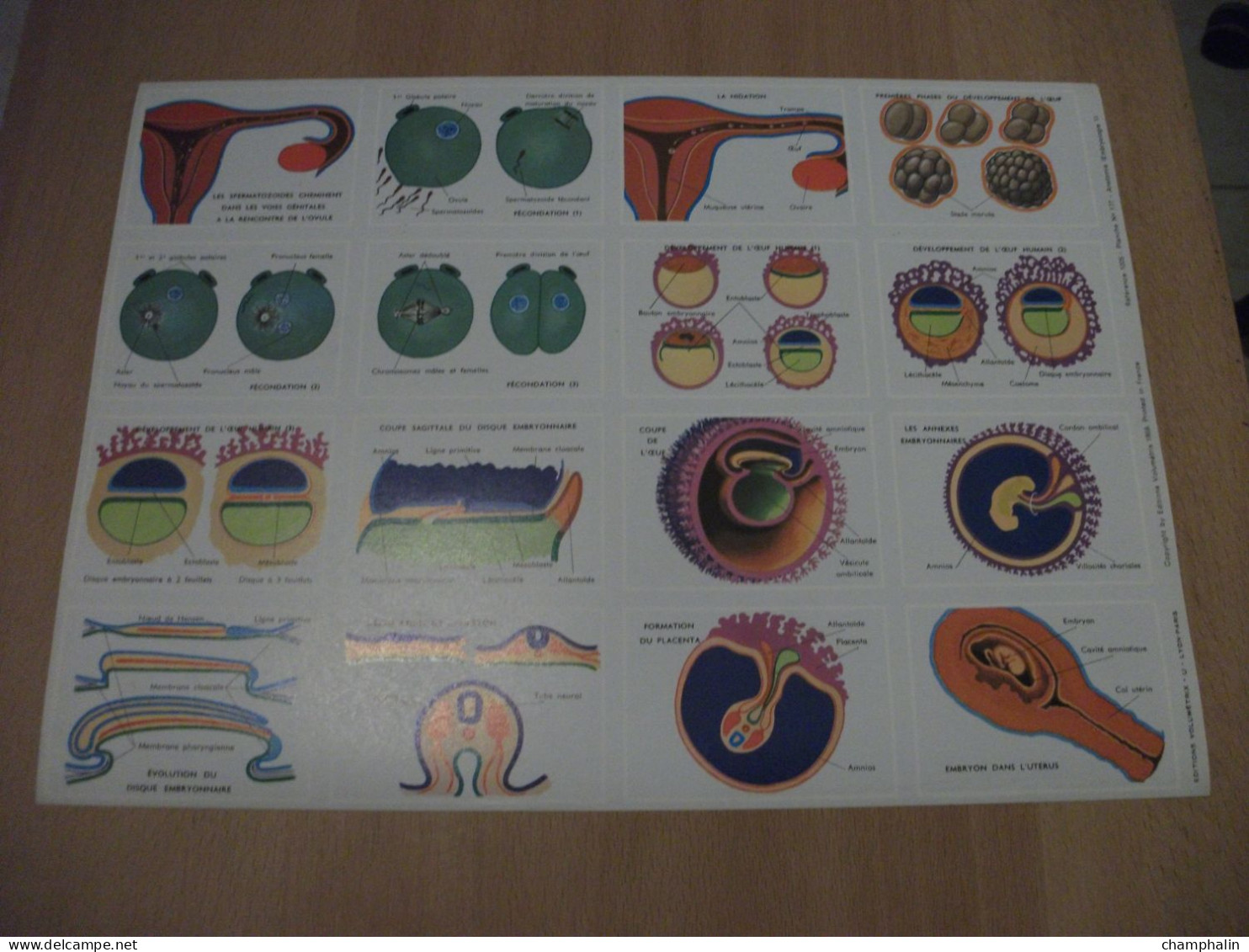 Planche éducative Volumétrix - N°177 - Anatomie - Embryologie I - Lesekarten