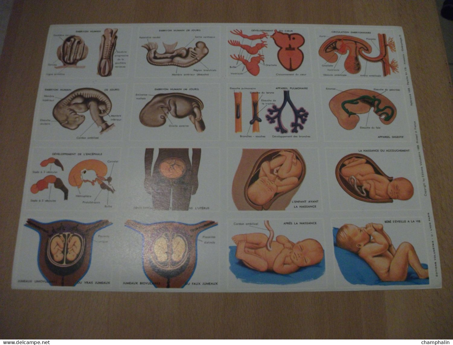 Planche éducative Volumétrix - N°178 - Anatomie - Embryologie II - Didactische Kaarten