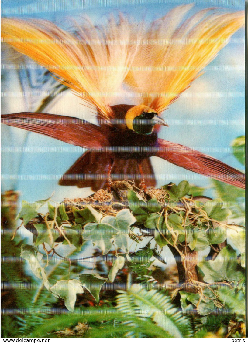 Uccello Del Paradiso, Stereoscopica - Lot. 4870 - Stereoscope Cards