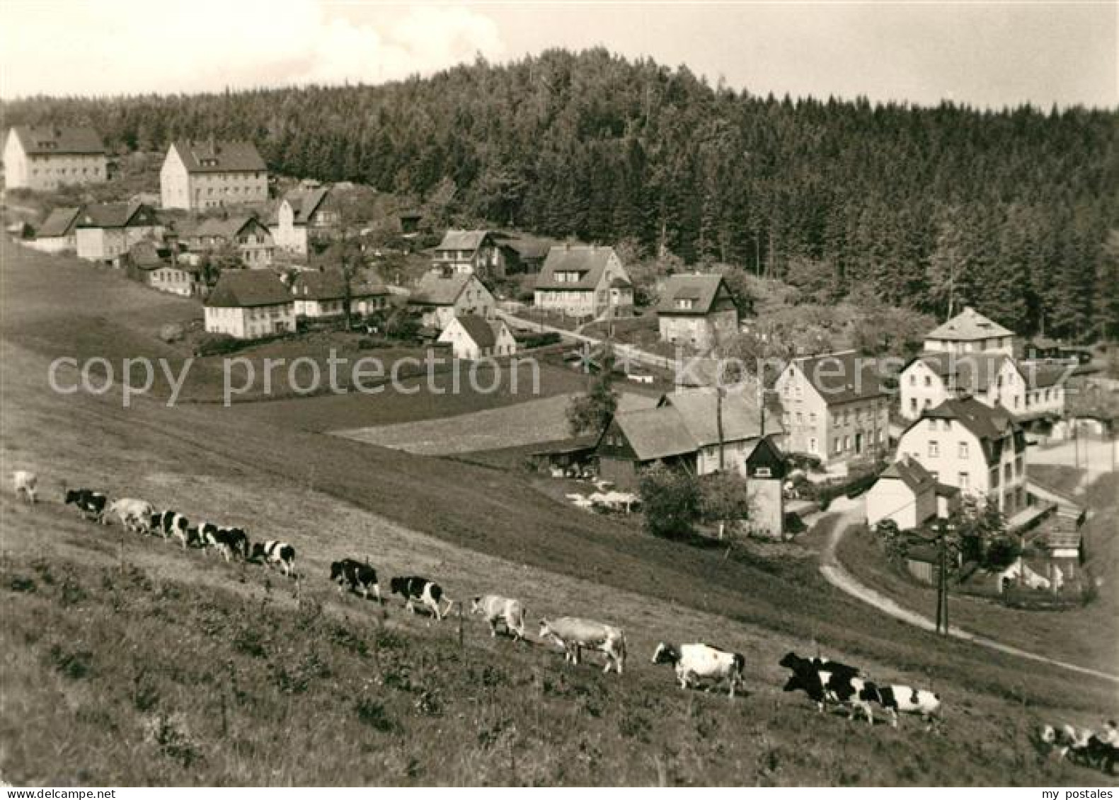 73101402 Baerenstein Annaberg-Buchholz Kuehberg Baerenstein - Baerenstein