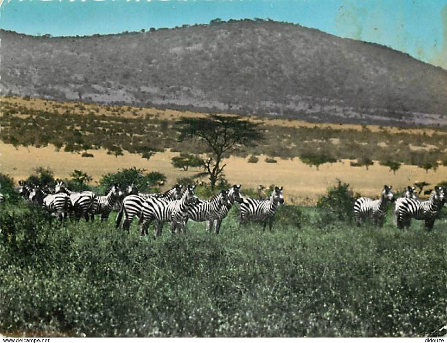 Animaux - Zèbres - Collection La Carte Africaine - Mention Photographie Véritable - Carte Dentelée - CPSM Grand Format - - Cebras