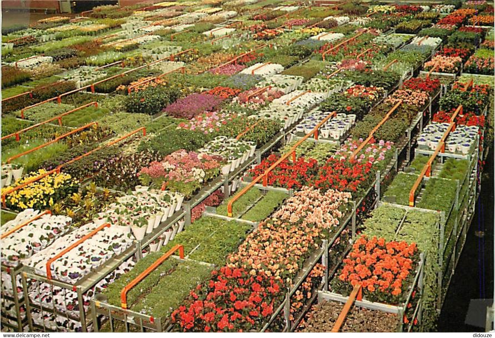 Pays-Bas - Nederland - Aalsmeer - World Flower Center - CPM - Voir Scans Recto-Verso - Aalsmeer