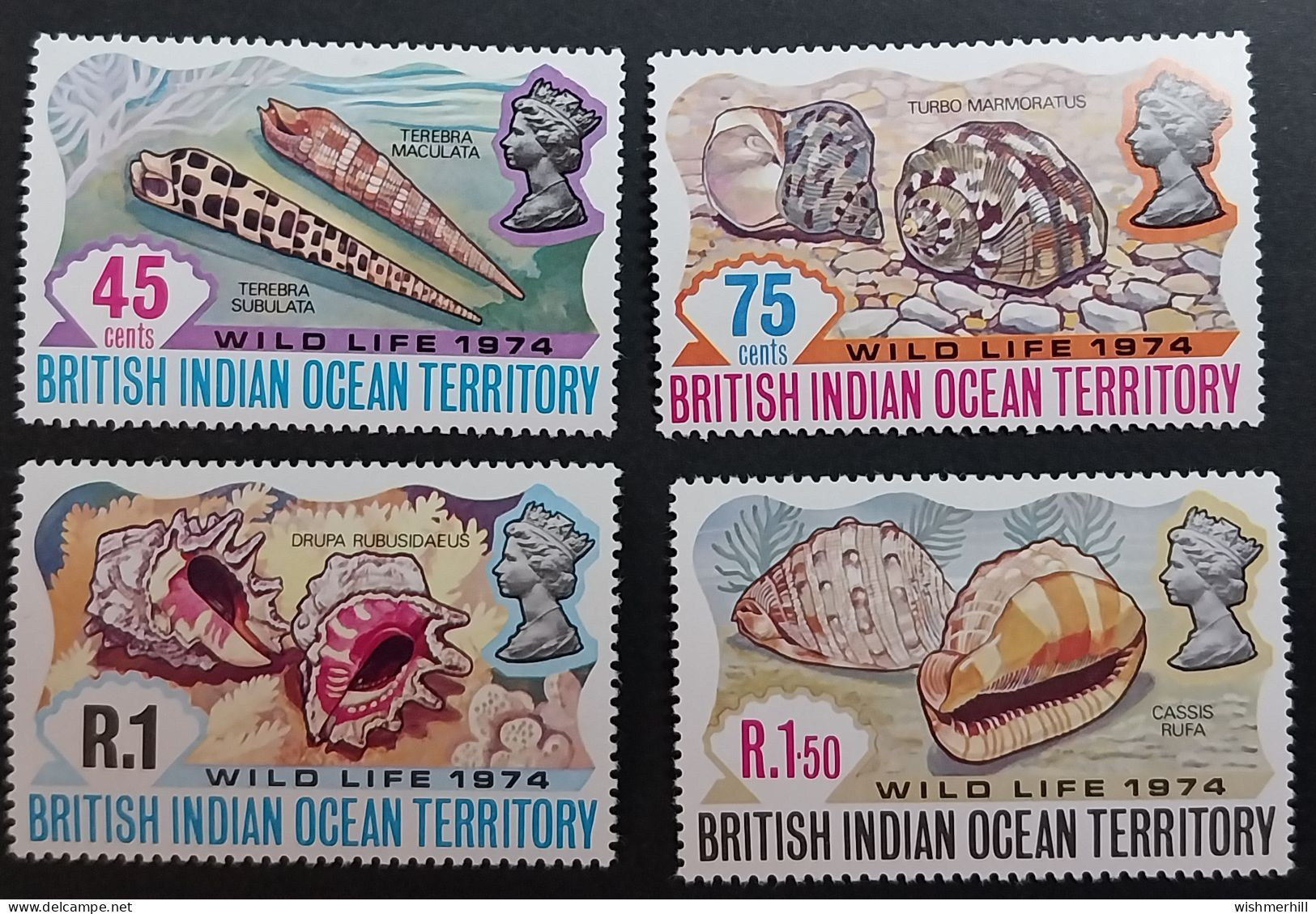 Coquillages Shells // Série Complète Neuve ** MNH ; Océan Indien Britannique YT 59/62 (1974) Cote 15 € - Britisches Territorium Im Indischen Ozean