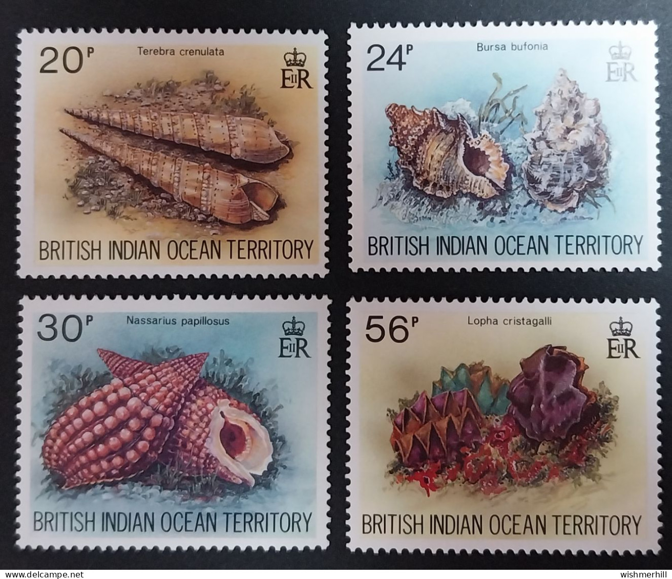 Coquillages Shells // Série Complète Neuve ** MNH ; Océan Indien Britannique YT 173/176 (1996) Cote 9 € - British Indian Ocean Territory (BIOT)