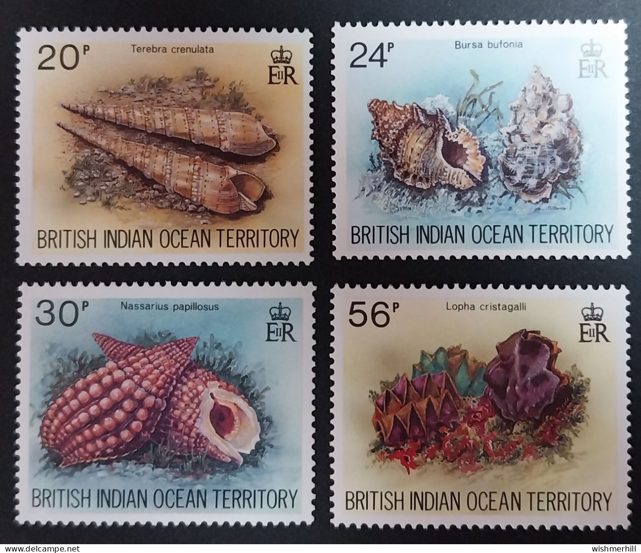 Coquillages Shells // Série Complète Neuve ** MNH ; Océan Indien Britannique YT 173/176 (1996) Cote 9 € - Territorio Britannico Dell'Oceano Indiano
