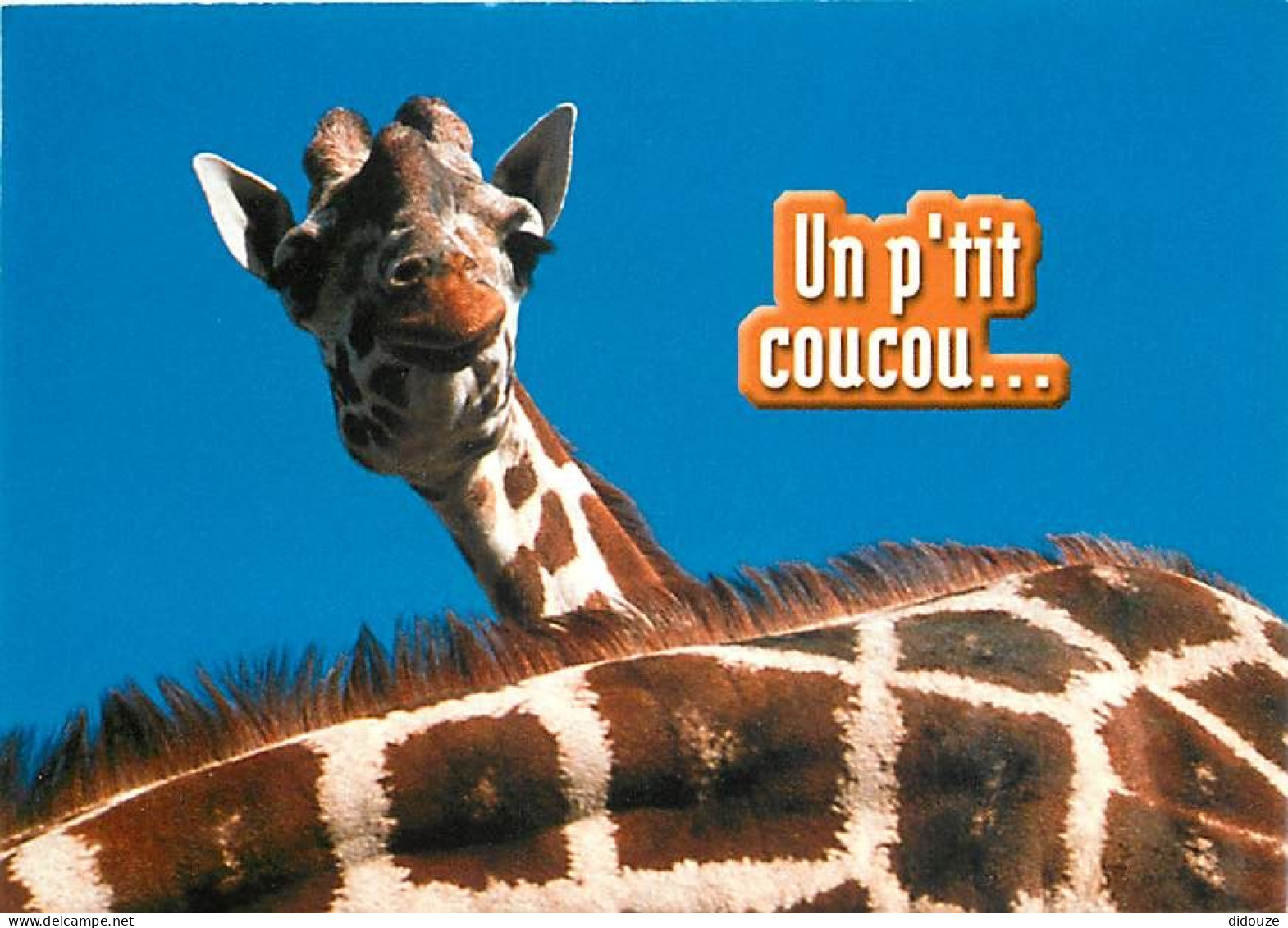Animaux - Girafes - Carte Humoristique - Carte Neuve - CPM - Voir Scans Recto-Verso - Jirafas