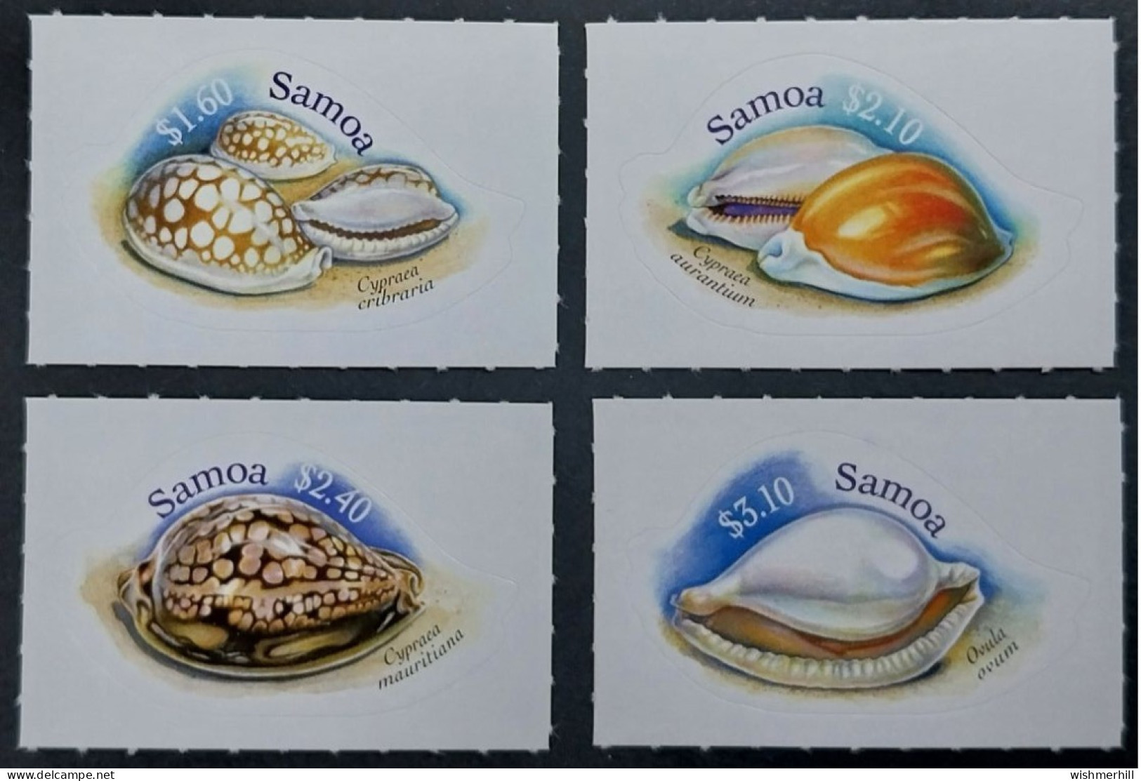 Coquillages Shells // Série Complète Neuve ** MNH ; Samoa YT 1016/1019 (2006) Cote 10.50 € - Samoa