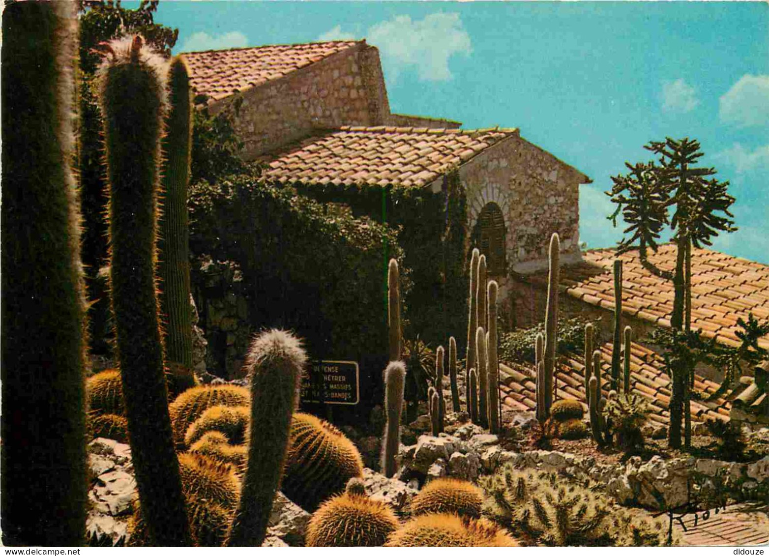 Fleurs - Plantes - Cactus - La Cote D'Azur - Plantes Exotiques - CPM - Voir Scans Recto-Verso - Cactusses