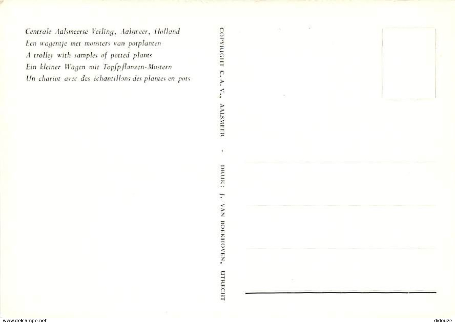 Pays-Bas - Nederland - Aalsmeer - Centrale Aalsmeerse Veiling - CPM - Voir Scans Recto-Verso - Aalsmeer