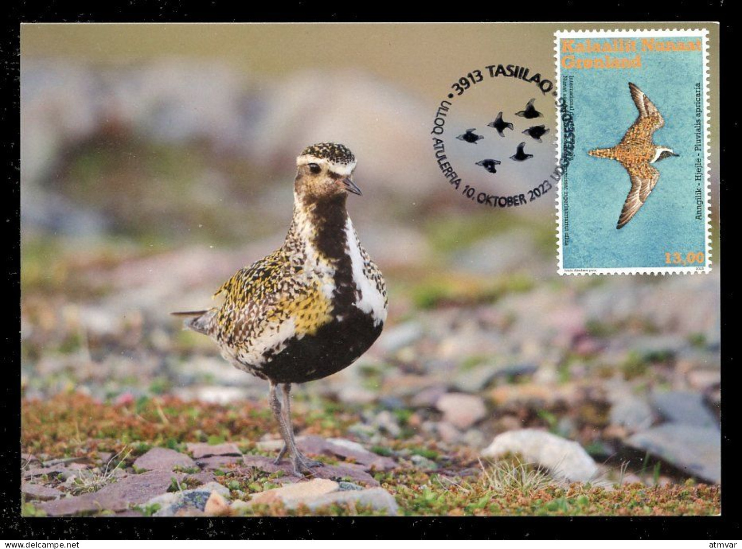 GREENLAND (2023) Carte Maximum Card - UN World Migratory Bird Day Golden Plover Pluvialis Apricaria Pluvier Doré Bird - Cartes-Maximum (CM)