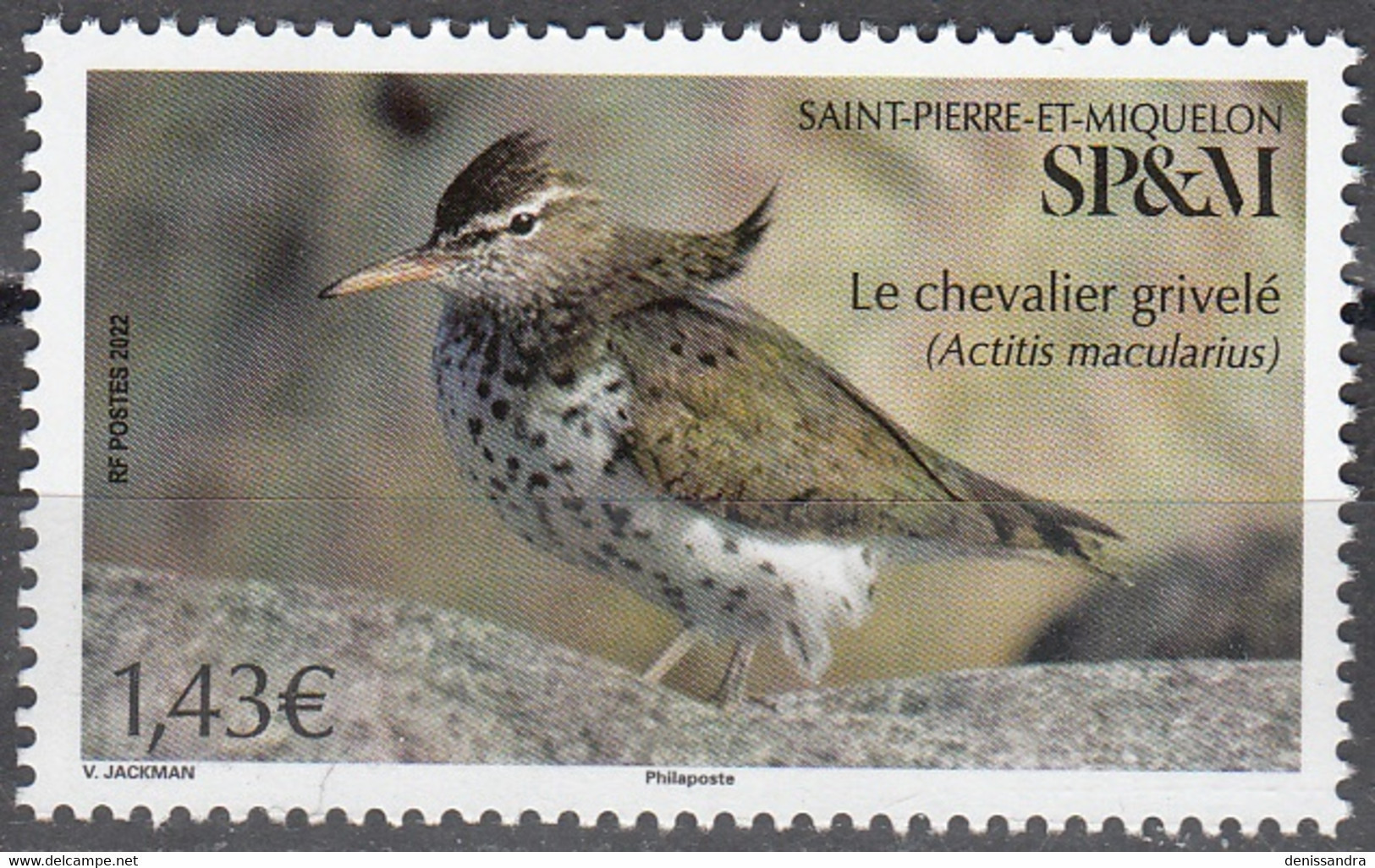Saint-Pierre & Miquelon 2022 Oiseau Le Chevalier Grivelé Neuf ** - Nuevos