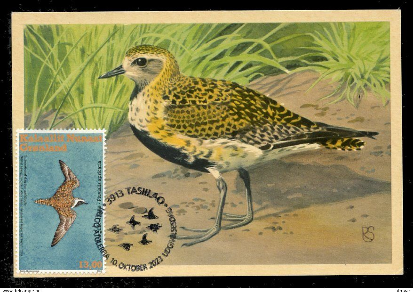 GREENLAND (2023) Carte Maximum Card - UN World Migratory Bird Day Golden Plover Pluvialis Apricaria Pluvier Doré Bird - Cartes-Maximum (CM)