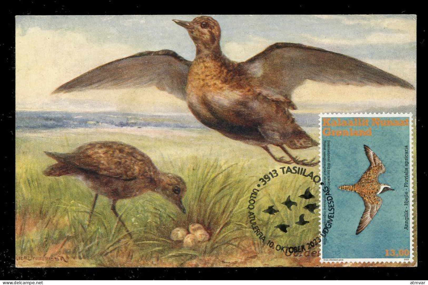 GREENLAND (2023) Carte Maximum Card - UN World Migratory Bird Day Golden Plover Pluvialis Apricaria Pluvier Doré Bird - Maximum Cards