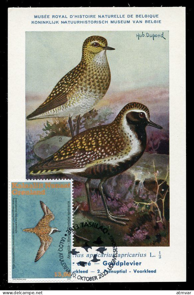 GREENLAND (2023) Carte Maximum Card - UN World Migratory Bird Day Golden Plover Pluvialis Apricaria Pluvier Doré Bird - Maximumkarten (MC)