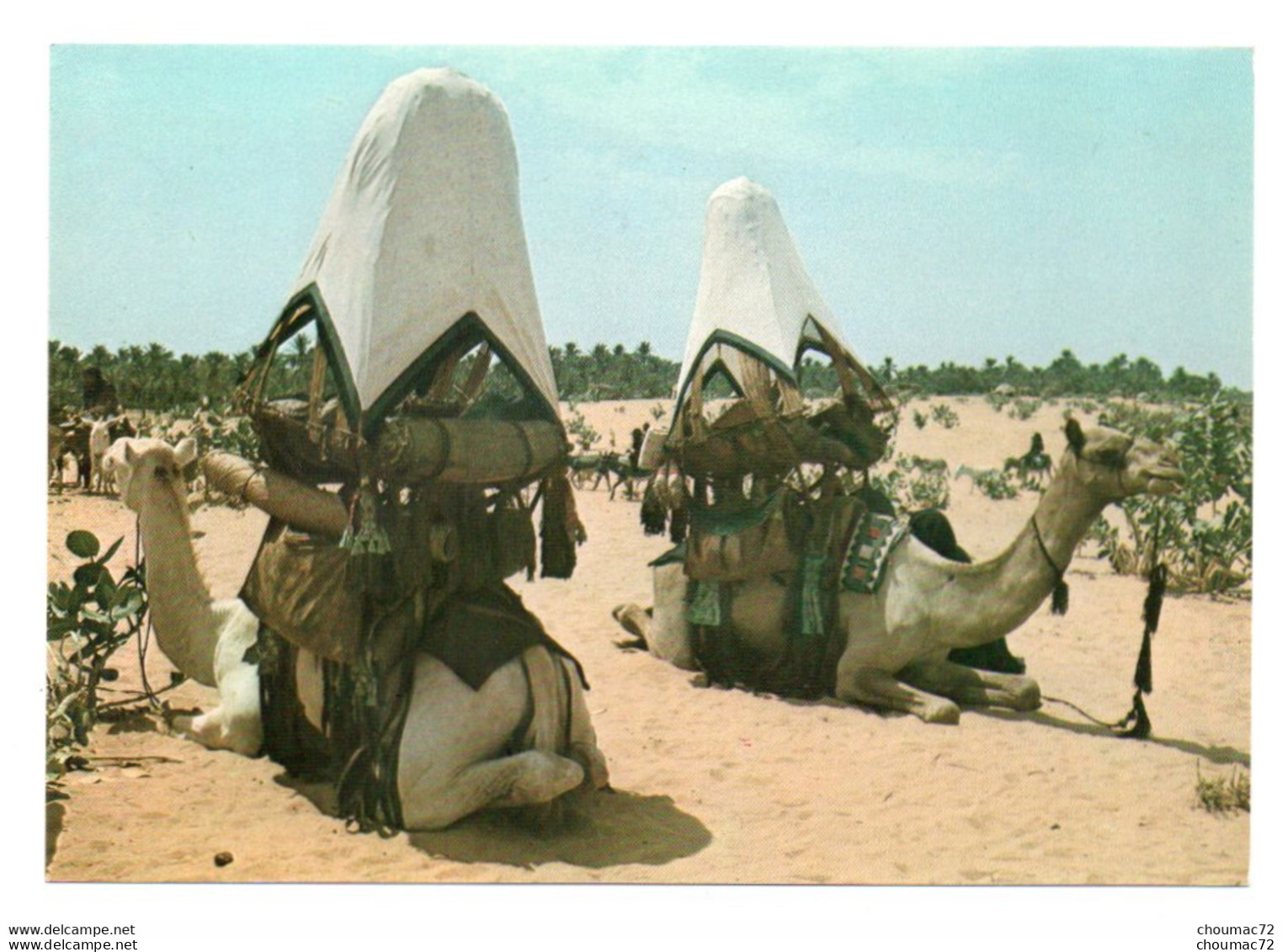 GF Niger 017, Photo Maurice Ascani 19, Chameaux De Grande Tribu, Ingali - Niger