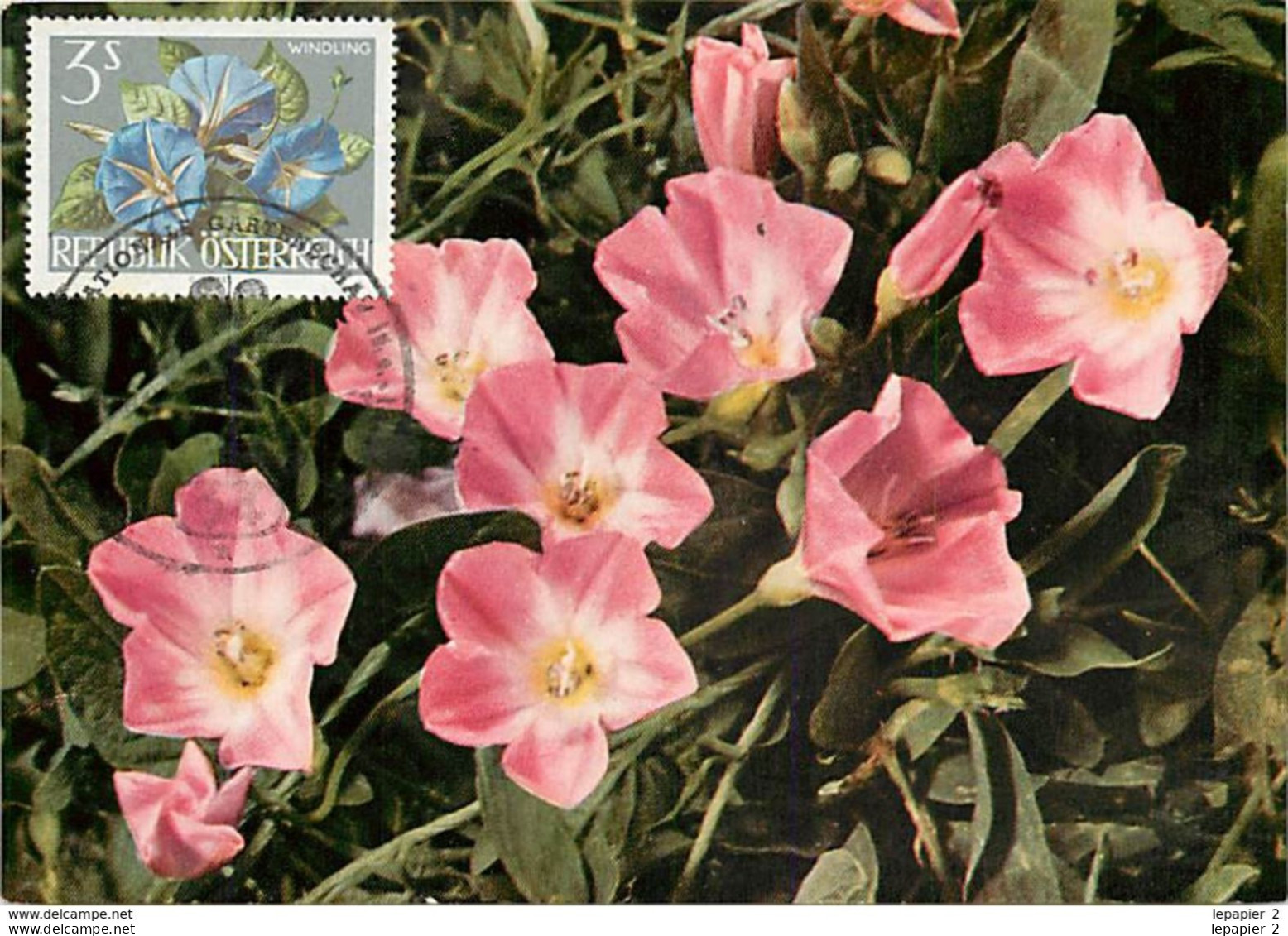 Autriche Lot De 7 Fleurs Flowers  Maximum Card CM - Cartes-Maximum (CM)