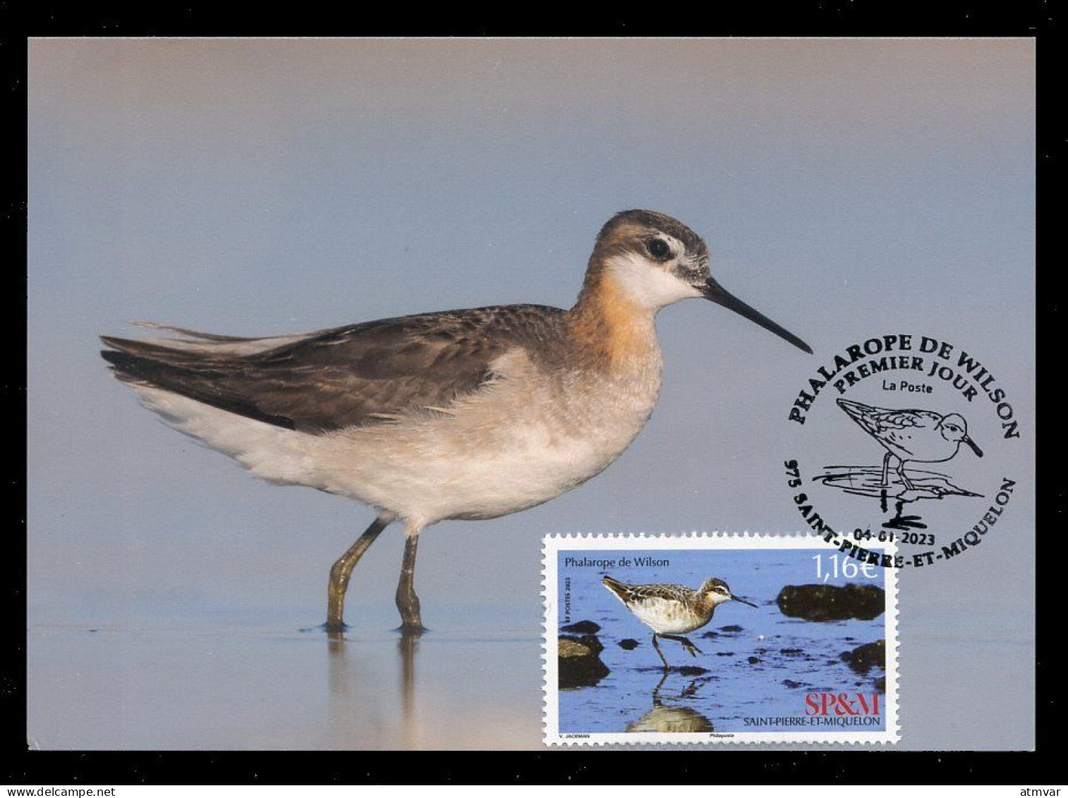 SAINT PIERRE ET MIQUELON (2023) Carte Maximum Card - Phalarope De Wilson, Phalaropus Tricolor, Bird, Oiseau, Wader - Cartes-maximum