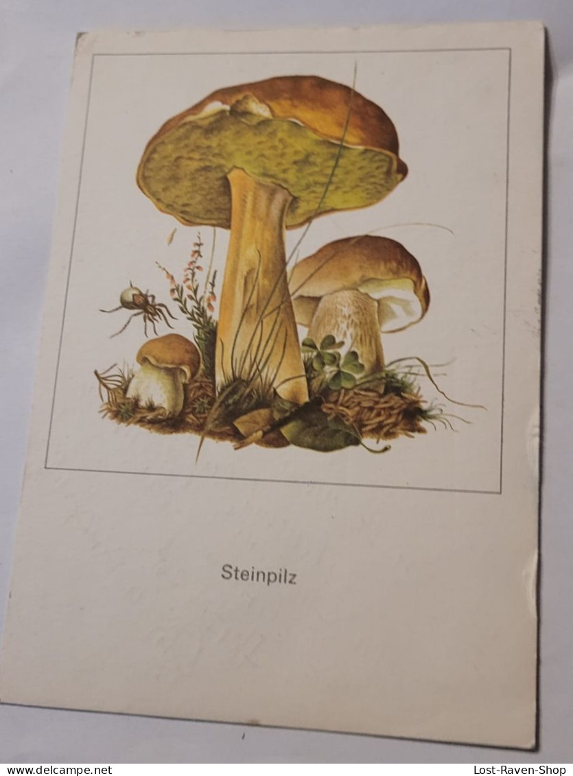 Steinpilz - Mushrooms