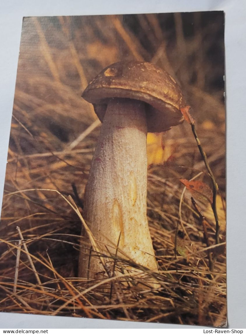 Birkenpilz - Mushrooms
