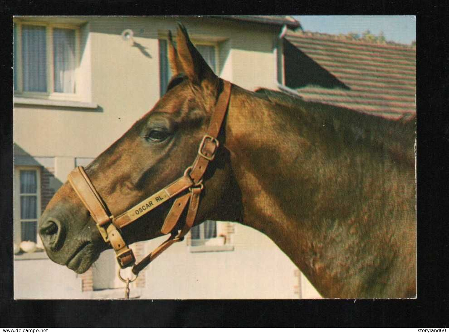 Cpm Normandie Région De Renommée Mondiale D'élevage De Trotteurs Oscar R.l., Cheval - Haute-Normandie