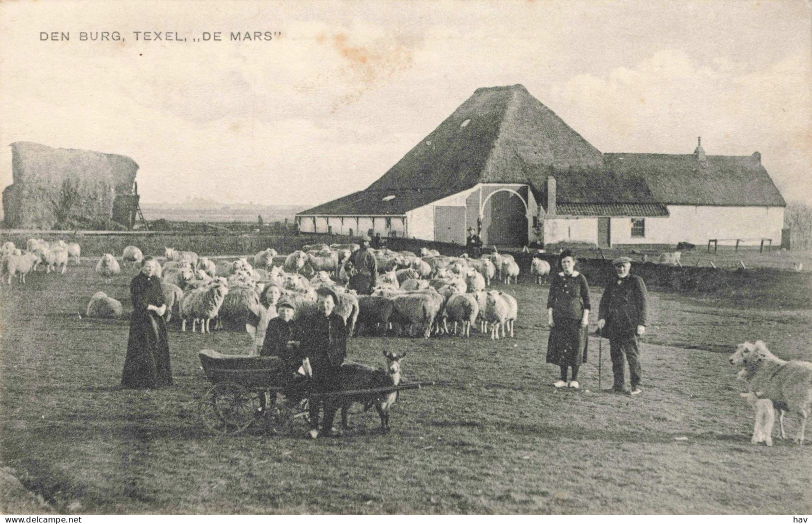 Den Burg Texel De Mars Schapen 3250 - Texel