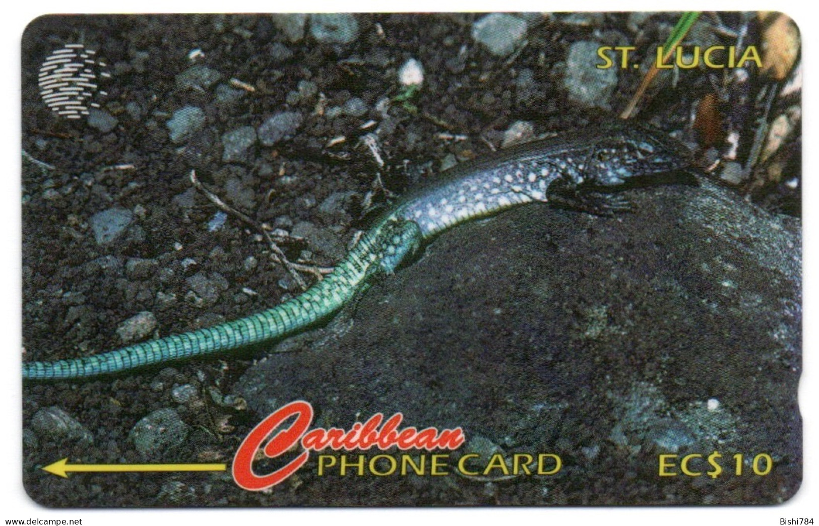 St. Lucia - WhipTail Lizard - 99CSLA - Sainte Lucie