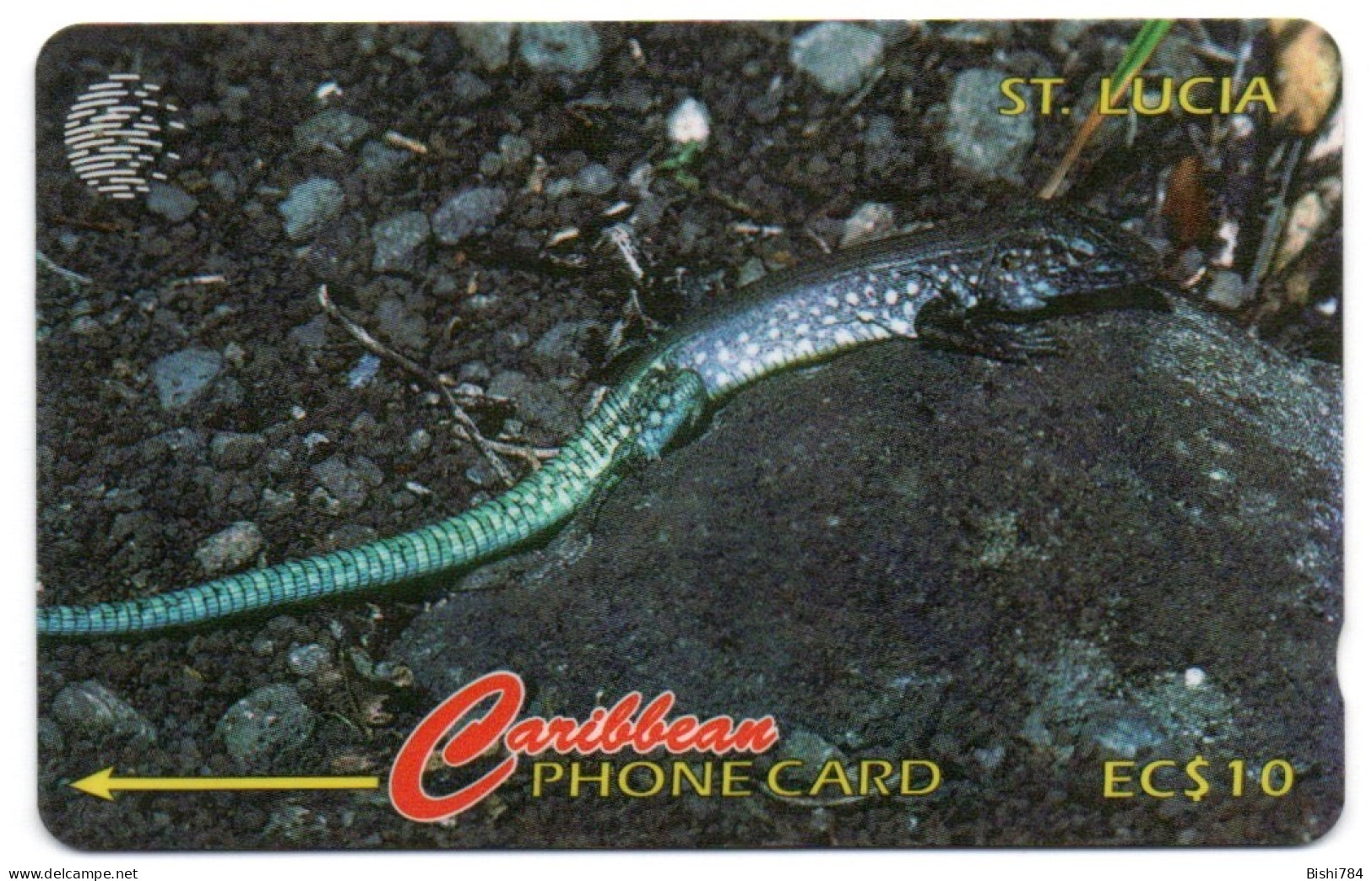 St. Lucia - WhipTail Lizard - 137CSLA - Sainte Lucie