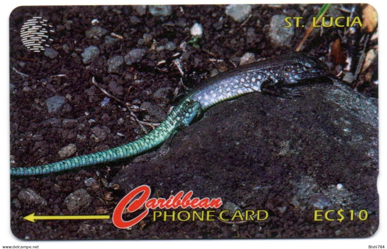 St. Lucia - WhipTail Lizard - 155CSLA - St. Lucia