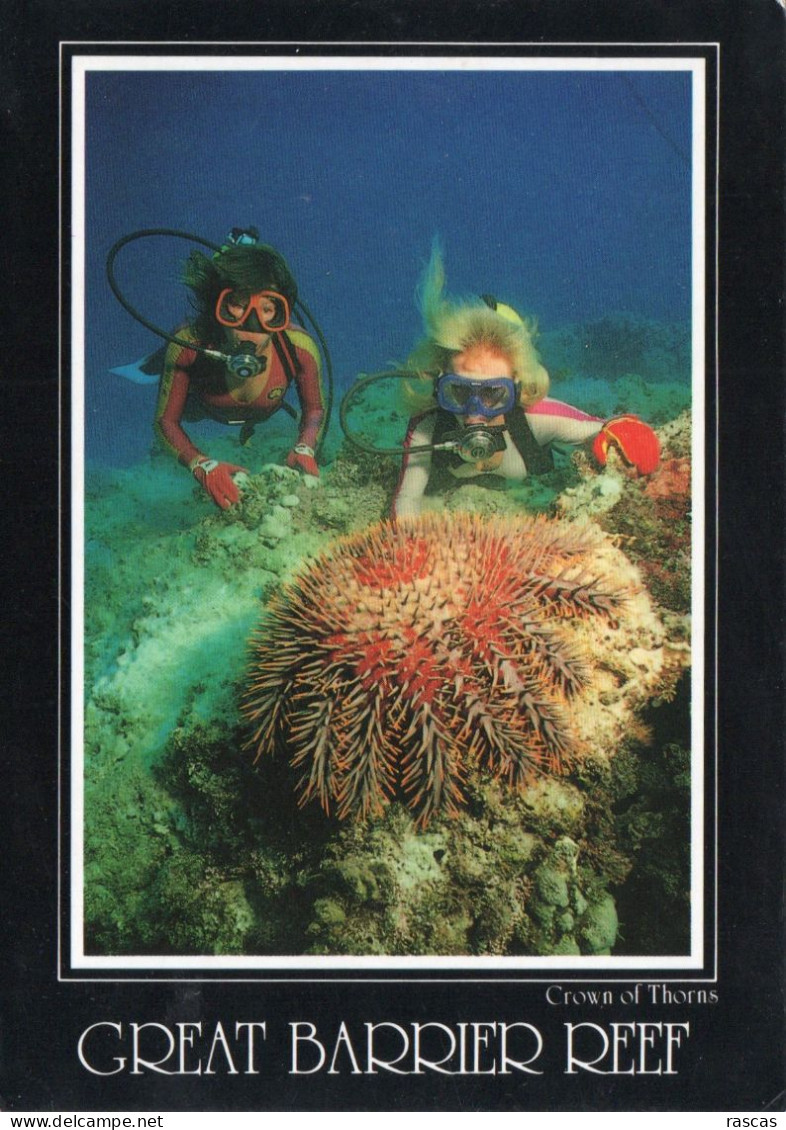 CPM - P - AUSTRALIE - NORTH QUEENSLAND - THE GREAT BARRIER REEF - CROWN OF THORNS - Autres & Non Classés