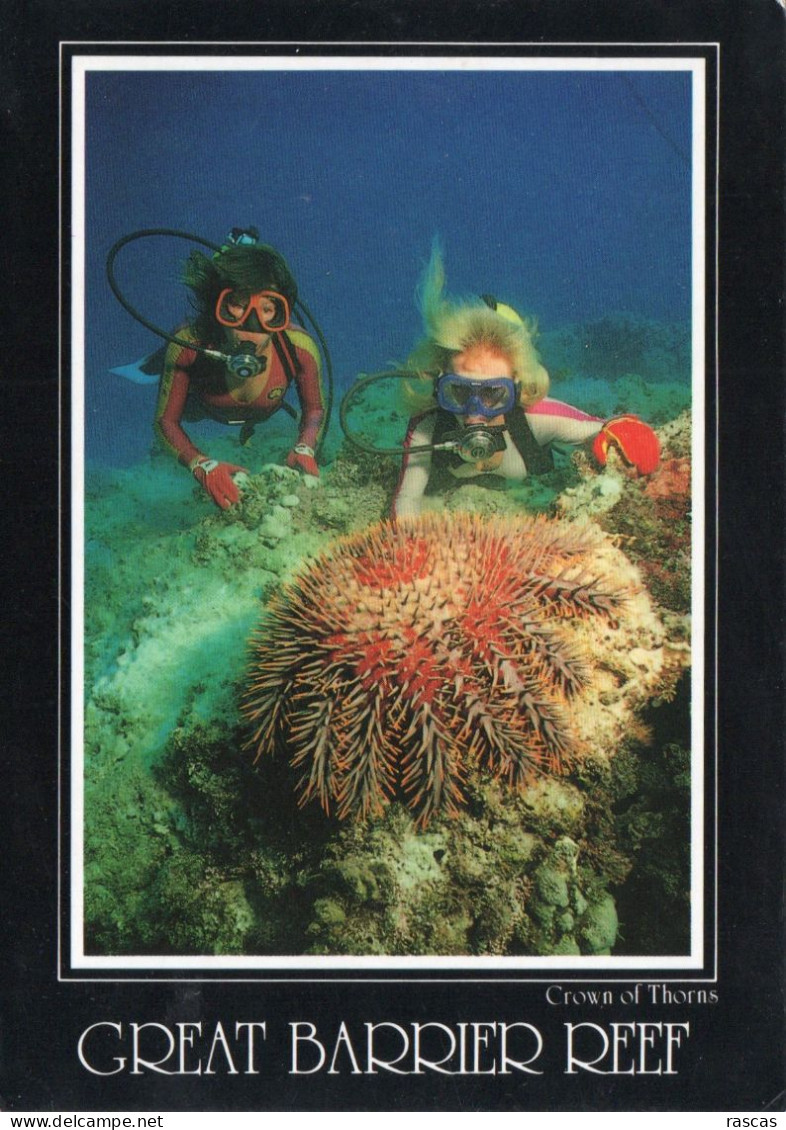 CPM - P - AUSTRALIE - NORTH QUEENSLAND - THE GREAT BARRIER REEF - CROWN OF THORNS - Other & Unclassified