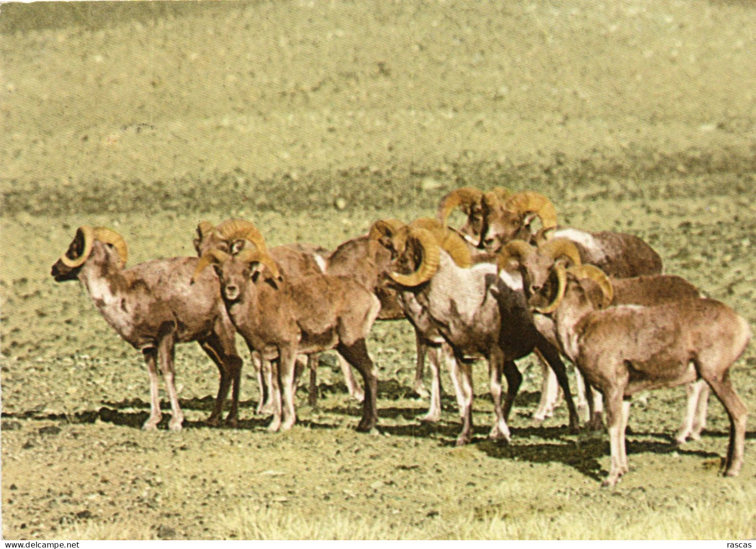 CPM - P - MONGOLIE - ARGALIS - WILD MOUNTAIN SHEEP - Mongolia