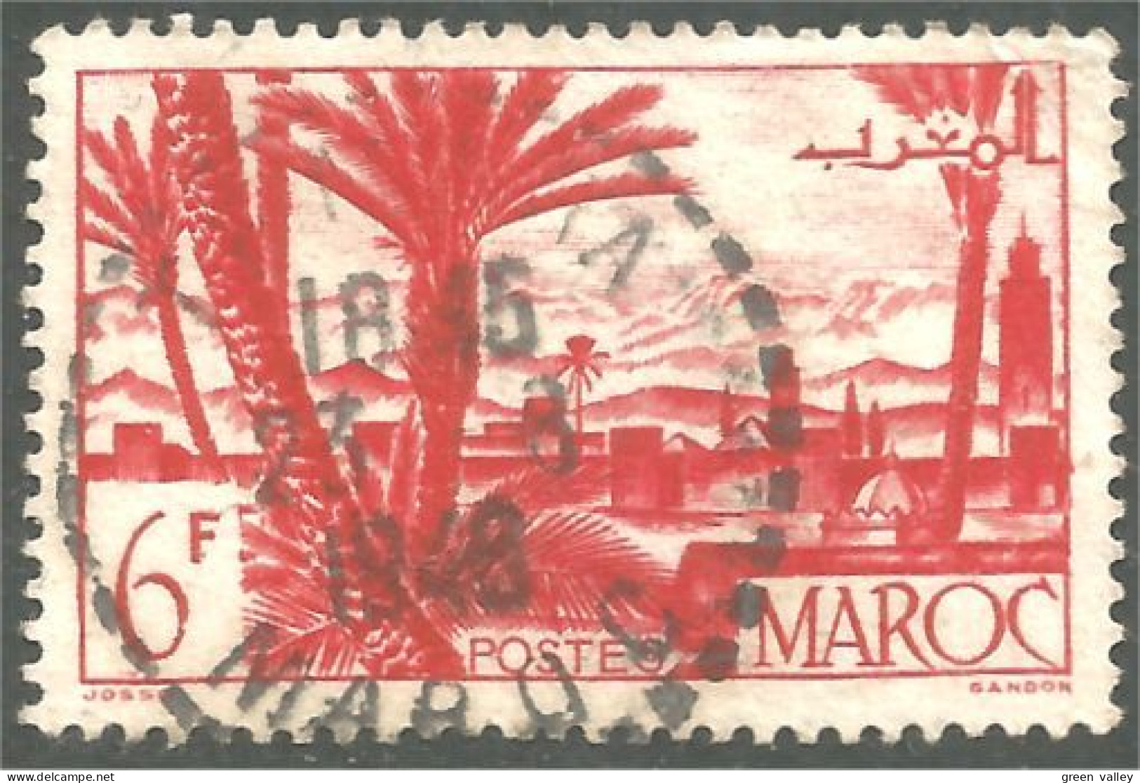 XW01-2572 Maroc Oasis Palm Tree Palmier - Trees