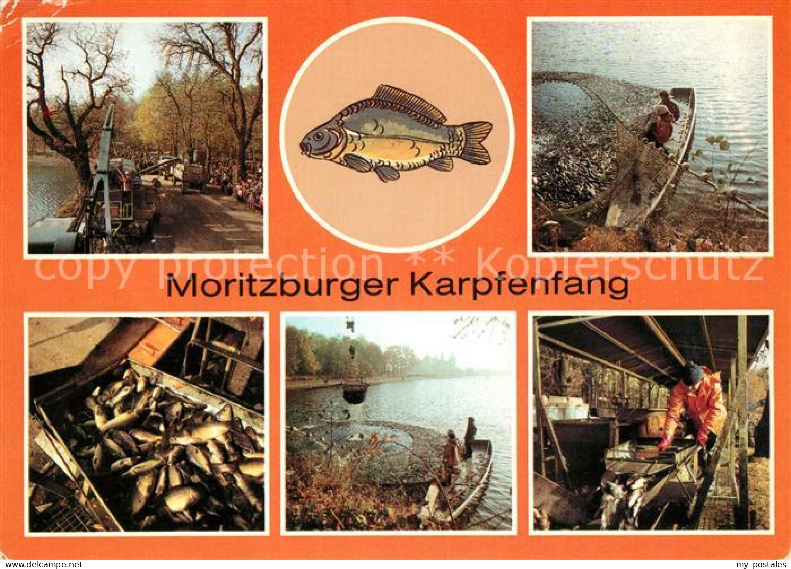 73126885 Moritzburg Sachsen Karpfenfang Moritzburg Sachsen - Moritzburg