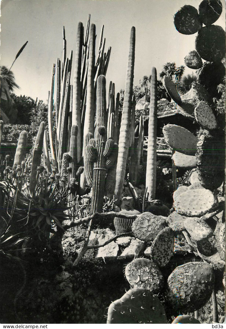 MONACO JARDIN EXOTIQUE  - Exotische Tuin