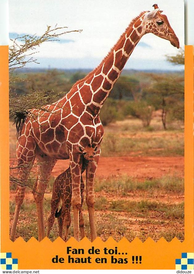 Animaux - Girafes - Carte Humoristique - CPM - Voir Scans Recto-Verso - Girafes