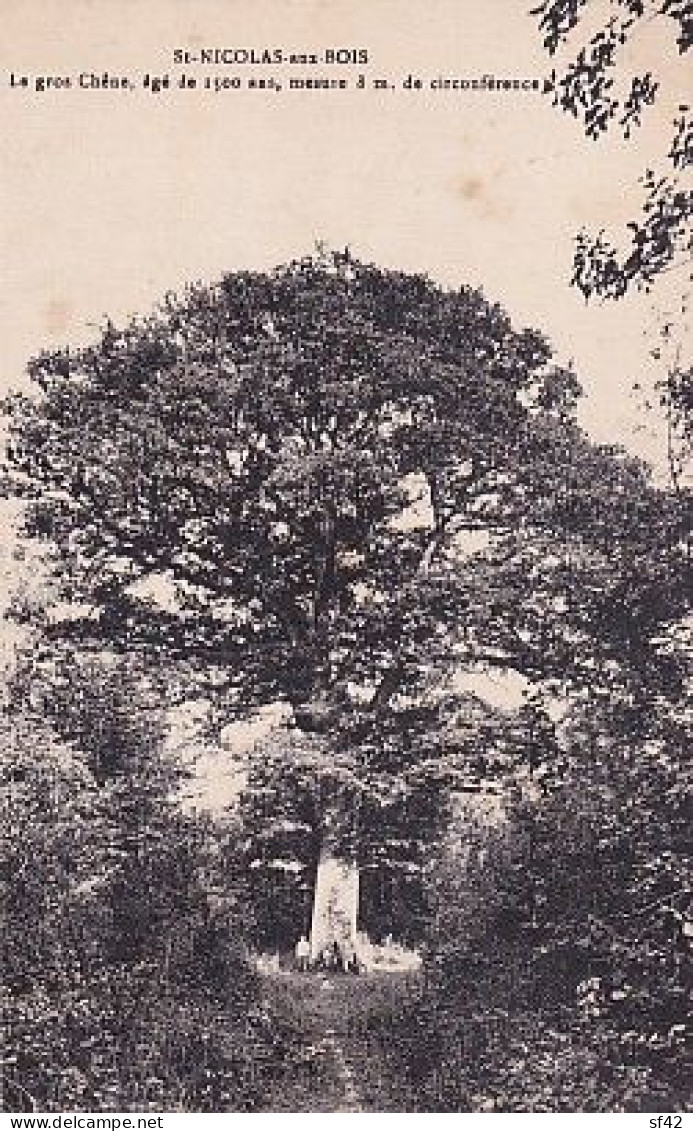 SAINT NICOLAS AUX BOIS                 Le Gros Chène Agé De 1500 Ans - Trees