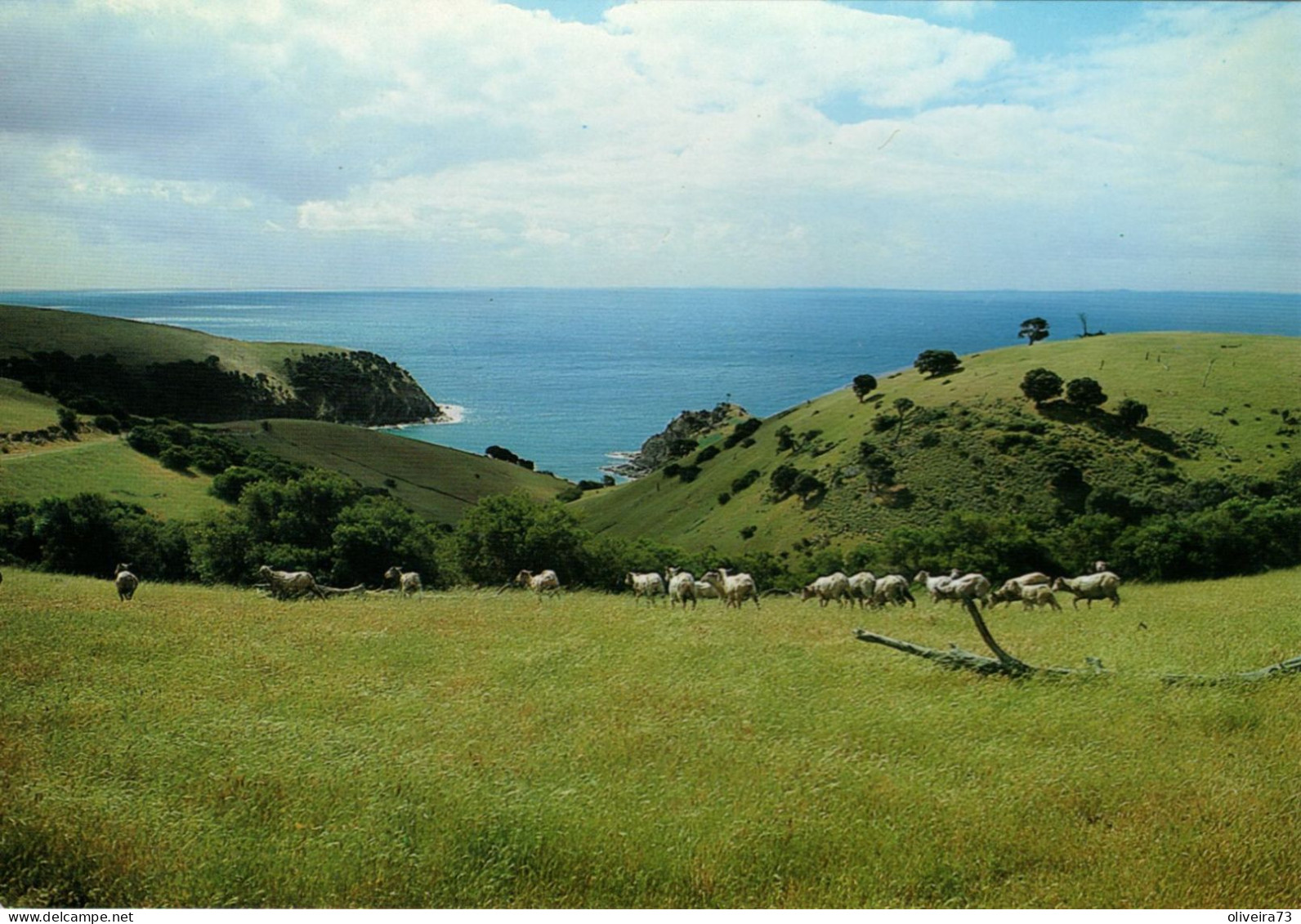 KANGAROO ISLAND - Soulth Australia - Kangaroo Islands