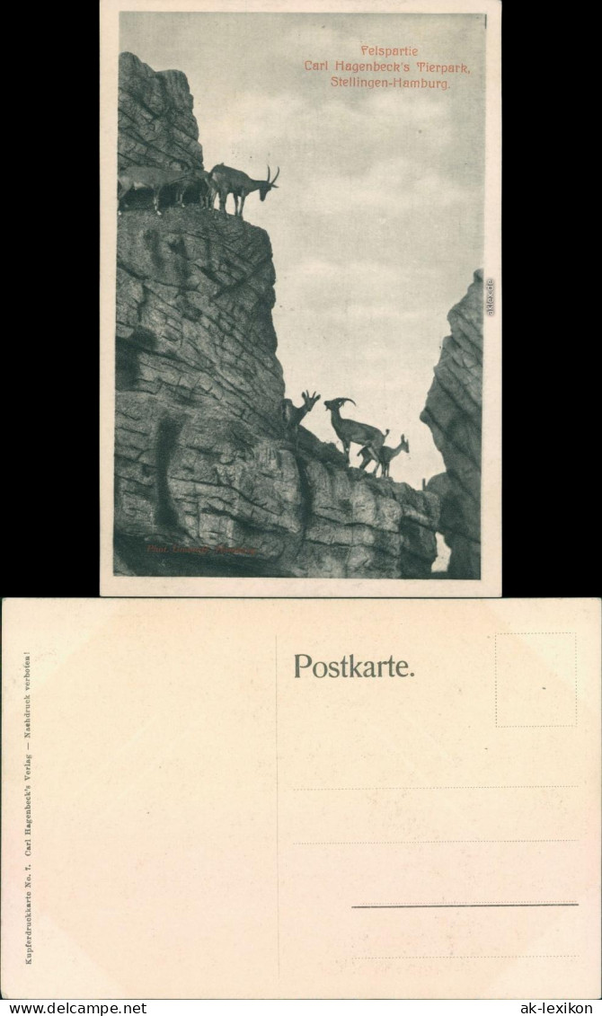 Ansichtskarte Stellingen-Hamburg Felspartie - Tierpark Hagenbeck 1926  - Stellingen