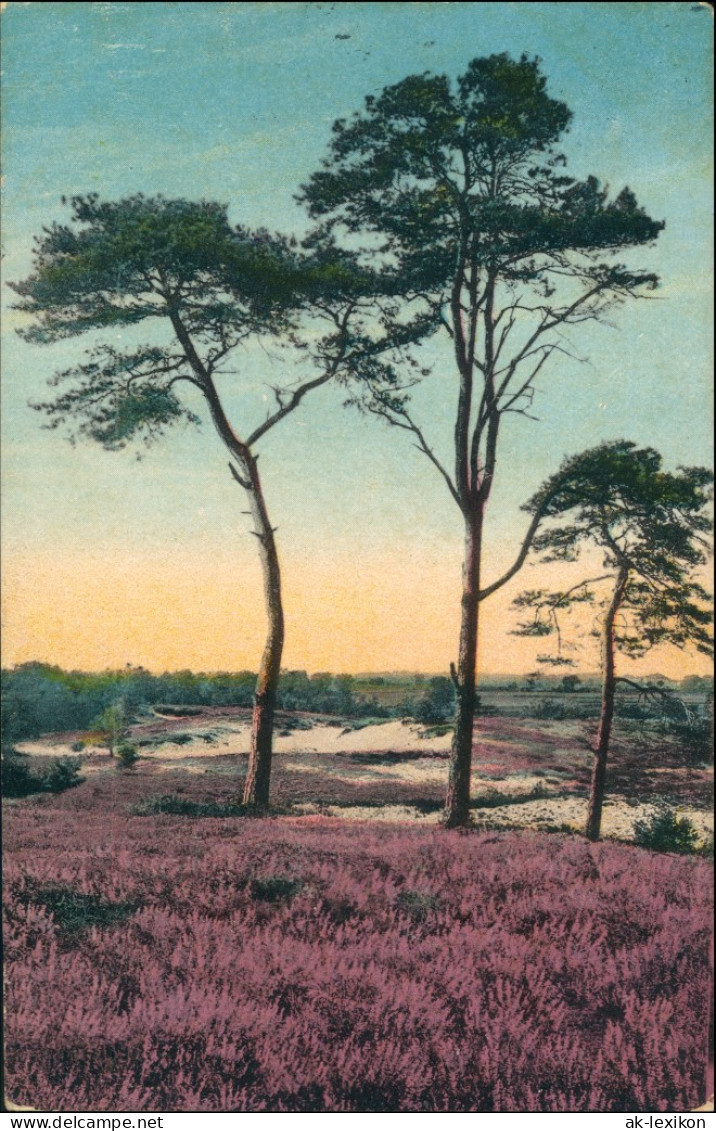 Ansichtskarte Waldenburg (Sachsen) Blühende Heidelandschaft 1915 - Waldenburg (Sachsen)