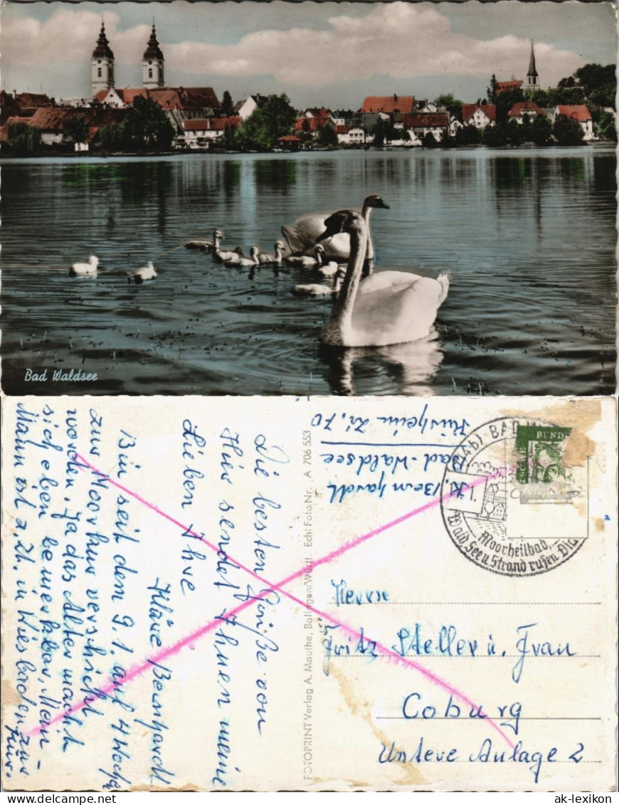 Ansichtskarte Bad Waldsee Schwäne Und Stadt Color 1959 - Bad Waldsee