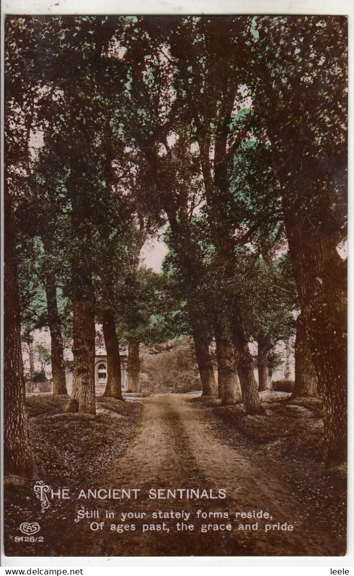 CA94. Vintage Postcard. The Ancient Sentinels.  Trees. - Trees