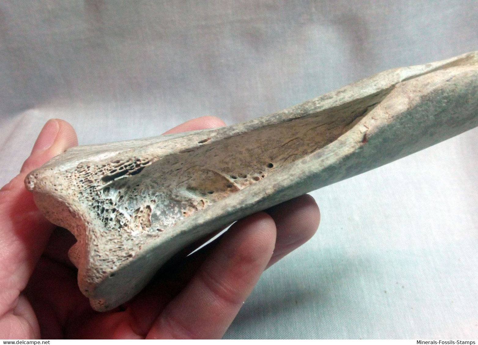 #LOT 02 - Große Knochenfragmente, Radius PFERD Fossile, Pleistozän (Italien)